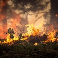 Emergenza incendi boschivi, dichiarato stato di crisi in Puglia