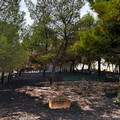 Ancora un atto vandalico al Santuario Madonna di Ripalta a Cerignola: incendiata la pineta