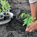 Spostamenti per lavori agricoli, la Regione da l’ok ma con alcune condizioni