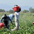 Alla Casa della Carità di Cerignola serve aiuto urgente per i lavoratori stagionali