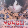 “Mowgli, la favola di un randagio”: Domenico Farina presenta il suo ultimo libro a Cerignola