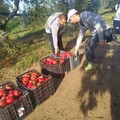 Al via la raccolta dei melograni biologici  a Terra Aut