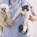 A Cerignola Microchip Day gratuito per cani e gatti