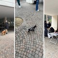Grande successo per il Microchip day a Cerignola, un’iniziativa importante per la tutela degli animali