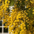 Copernicus: Coldiretti Puglia, mimose e mandorli già in fiore in Puglia