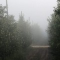 Luglio come Novembre: nebbia nelle prime ore del mattino a Cerignola
