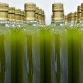 Olivicoltura pugliese in crisi, crollano i prezzi di olio e olive
