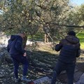 Raccolta olive all’Ospedale Tatarella di Cerignola: l’olio sarà donato alla Caritas