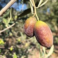 Olive avvizzite e campi a secco. È già calamità