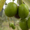 A Cerignola è in arrivo la raccolta delle olive “Sant’Agostino”