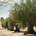 Covid,  in Puglia per hobbisti agricoli possibile spostarsi fuori dal proprio comune