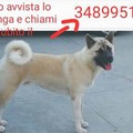 Appello: Aiutiamo Pina a ritrovare il suo cane “Pacho” -FOTO-