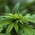 Carabinieri scovano un’altra piantagione di cannabis