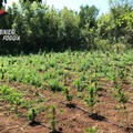 Sul Gargano scoperta estesa piantagione di marijuana