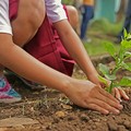 Giornata Nazionale dell’Albero: le iniziative di oggi a Cerignola