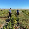 Sequestrate 5.000 piante di marijuana in un terreno di Cerignola