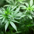 Coltivate 13 mila piantine di marijuana a Cerignola