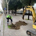  "Cerignola in Verde ": partita la piantumazione dei primi alberi in città