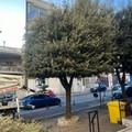 Avvio campagna potature, l’Assessore all’Ambiente: “Il nostro impegno per il verde urbano e la sicurezza”