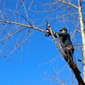 Potatura alberi, divieto di circolazione e sosta in alcune vie cittadine