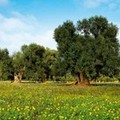 Focolaio xylella a Canosa di Puglia