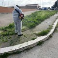 Pulizia e potature alberi in centro e nel quartiere Torricelli a Cerignola
