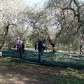 Giornata Mondiale dell’Ulivo: è tempo di raccolta delle olive, rito antico e sempre nuovo a Cerignola