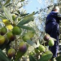 Si avvia la campagna olivicola, la Cia Puglia denuncia: “Furti di olive e mezzi agricoli, un clima da Far West”