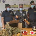 Piantagioni di canapa indiana sequestrate tra Lucera e Serracapriola