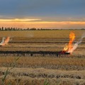 Bruciare le stoppie ieri e oggi: una pratica contadina di Cerignola e dintorni