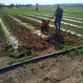 Terra Aut, una serra 2.0 per coltivare piante, relazioni e futuro