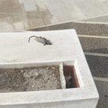 I ratti invadono il centro di Cerignola: avvistato un topo a due passi dal monumento dedicato a Di Vittorio