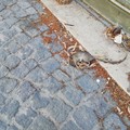 Topi in pieno centro a Cerignola, un cittadino segnala: “Dipende dai rifiuti lasciati in strada”