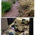 Quartiere Torricelli a Cerignola: residenti esasperati tra erbacce, insetti e rifiuti