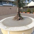 Ulivo salvato dal cemento, Assessore Sforza: “Un segnale di speranza per la comunità di Cerignola”