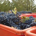 Operatori del comparto viti-vinicolo in difficoltà: l’appello di un produttore di Cerignola