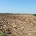 Morte sul lavoro a Stornara: operaio schiacciato da impianto di irrigazione in un terreno agricolo