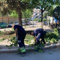 Proseguono i lavori di manutenzione del verde pubblico a Cerignola