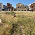 Manutenzione del verde cittadino a Cerignola: la nota dell’assessore Sforza