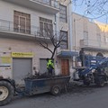 Prosegue la manutenzione del verde pubblico a Cerignola