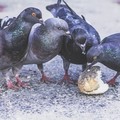 Multe per chi alimenta i piccioni: a Stornarella arriva l'ordinanza per il contenimento