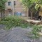 Cerignola: cade un albero in via Felice Cavallotti