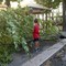 Cadono alberi a Cerignola in zone centralissime: per fortuna nessun danno a persone o cose
