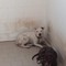 Cani pitbull sequestrati a Cerignola: richiesta di adozione da parte dell’AIDAA (Associazione Italiana Difesa Animali & Ambiente)