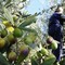 Nelle campagne di Cerignola aumentano i furti di olive: la segnalazione degli agricoltori