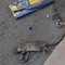 A Cerignola è caccia ai topi in alcuni quartieri
