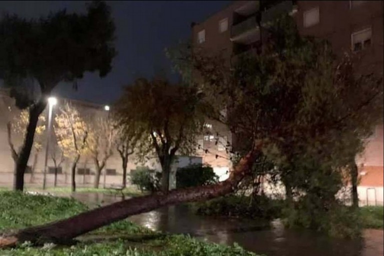 Caduta albero Via Milano