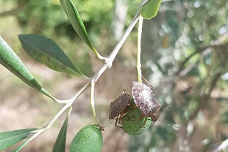 Cimici asiatiche su oliveti