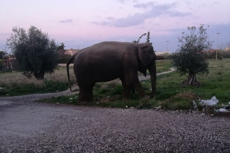 Elefante circo a Cerignola