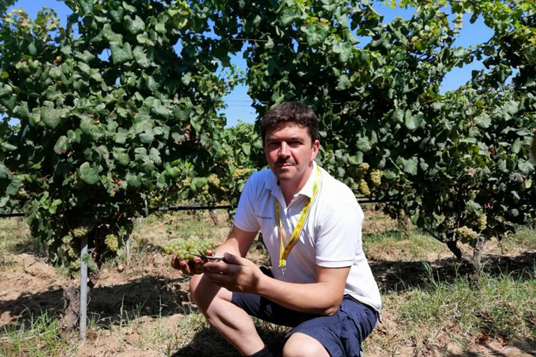 Gianni Cantele in vendemmia a Guagnano